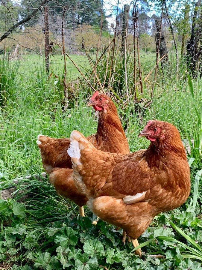 ネルソン Quail Farm, Colonial Charm Bed & Breakfast エクステリア 写真